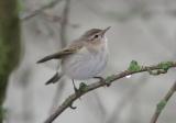 Chiffchaff