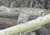 Little Owl