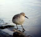 Red Knot