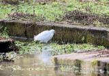 Little Egret