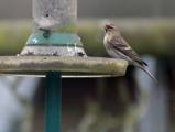 Lesser Redpoll