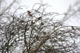 Tree Sparrow