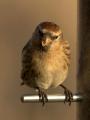Lesser Redpoll