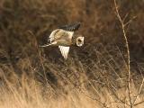 Short-eared Owl