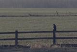 Buzzard
