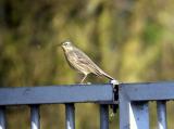 Rock Pipit