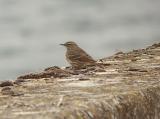 Rock Pipit