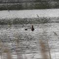 Red-crested Pochard