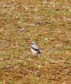 Wheatear