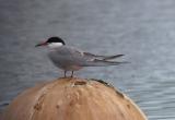 Common Tern