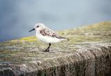 Sanderling