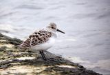 Sanderling