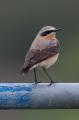 Wheatear
