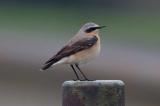 Wheatear