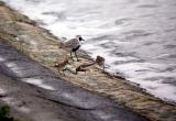Grey Plover