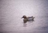 Garganey