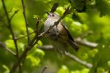 Goldcrest