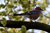 Jay
