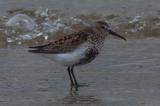 Dunlin