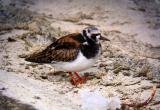 Ruddy Turnstone