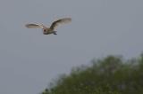 Barn Owl