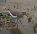 Sandpiper