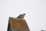 Turtle Dove