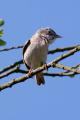 Whitethroat