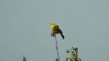 Yellowhammer