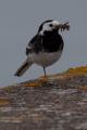 White / Pied Wagtail