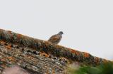 Turtle Dove