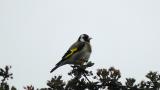 Goldfinch