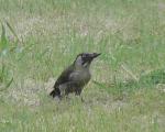 Green Woodpecker