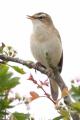 Sedge Warbler