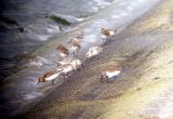 Sanderling