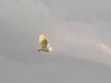 Barn Owl