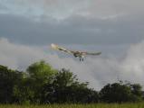 Barn Owl