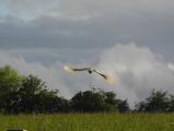 Barn Owl