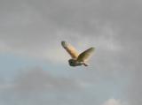 Barn Owl