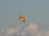 Barn Owl
