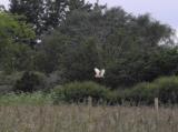 Barn Owl