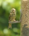 Siskin