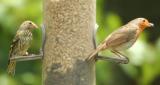 Siskin