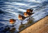 Sanderling