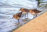 Sanderling