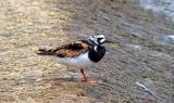 Ruddy Turnstone