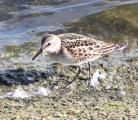 Little Stint