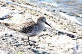 Dunlin