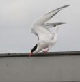 Common Tern