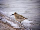 Grey Plover